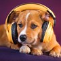 Canine Choruses: Music for Dogs' Leisure