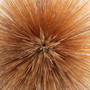 Antlia