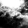 wisteria