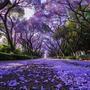jacaranda season