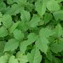HOW TO END POISON IVY (Explicit)