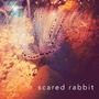 Scared Rabbit