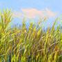 High Grass