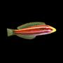 Wrasse