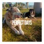 Perfect Days