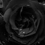 Black Rose