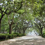 Savannah