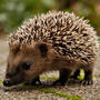 Prickly Hedgehog