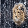 Lion In. Winter