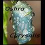 Chrysalis