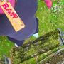 Raw Papers (Explicit)