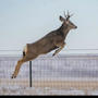 Im That Deer (feat janesoteric) [Explicit]