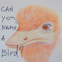 Can You Name a Bird?