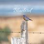 Bluebird