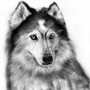 Malamute