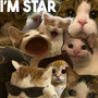 I'm Star