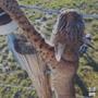 SHOCKINGLY RAW (Explicit)
