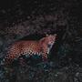 Jaguar (Explicit)