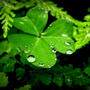 Rainy Clover