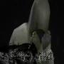 upper (Explicit)