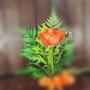 Roses (Explicit)