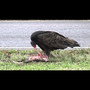 Vulture Bird (Explicit)