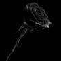 Dark Rose (Explicit)