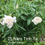 25 Nam Tinh Ta