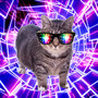 OIIA TECHNO CAT