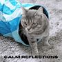 Calm Reflections