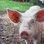 SWINE (Explicit)