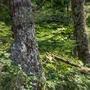 kameleøn (Explicit)