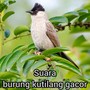 Suara Burung Kutilang Gacor (Live)