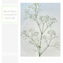 Mind Plant［Gypsophila］