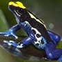 Poison Dart Frog (Explicit)