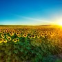 Sunflower Field