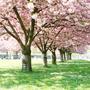 Cherry Tree's (Explicit)