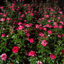 b4flowers v2 (Explicit)