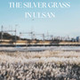 The Silver Grass in Ulsan