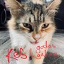 Kalós Éidos Scopéo y gatos galicos (DEMO)