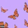 butterflies II (Explicit)