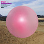 Bubble Gum