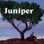 Juniper