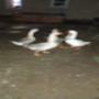 Misery of a Goose
