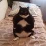 fatcat (Explicit)