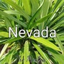 Nevada