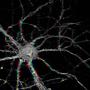 Neurotoxin (Explicit)