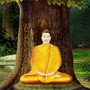 Universal Love of the Buddha