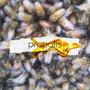 Demos From the Hive (Explicit)