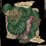 Calathea (Explicit)